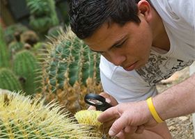 Man examines cactus plant with magnifying glass