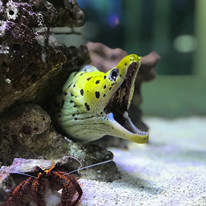 Eel with open mouth in the aquarium tank